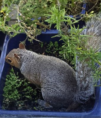 A little visitor to my plants this afternoon!