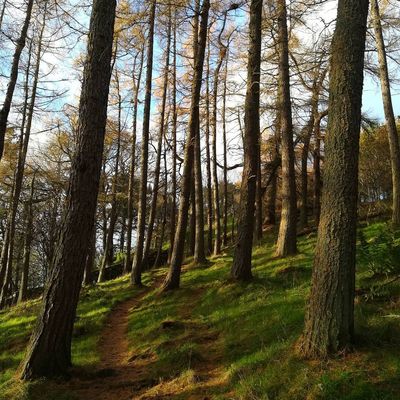 #caerleehill #innerleithen #scottishborders