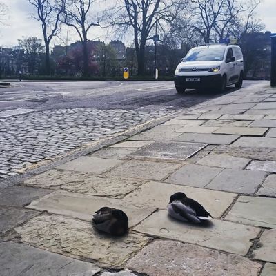 Just a pair of ducks taking a nap on the pavement with a castle in the background. Nothing special 🤣