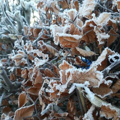 #frost #frostymorning #innerleithen #scottishborders #scotland