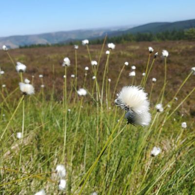 Hare's-tail cottongrass on Minch Moor #scottishborders #minchmoor #fluffy #eriophorumvaginatum